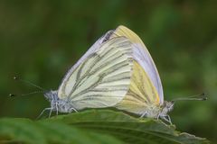 Rapsweissling (Pieris napi)