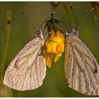 Rapsweißling (Pieris napi)....