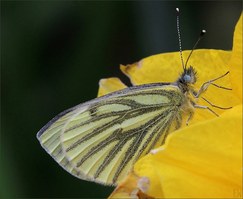 Rapsweißling (Pieris napi)