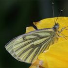 Rapsweißling (Pieris napi)