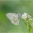 rapsweißling (pieris napi)......