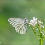 rapsweißling (pieris napi)......