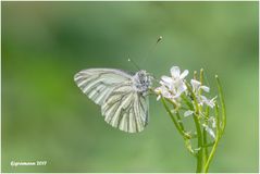 rapsweißling (pieris napi)......