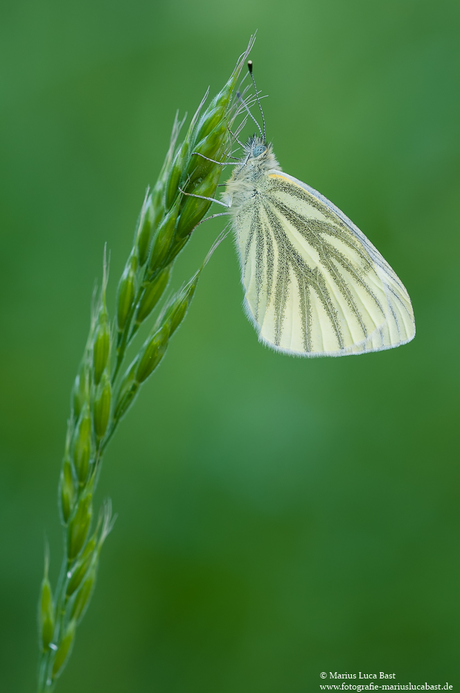 Rapsweißling (Pieris napi)