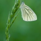 Rapsweißling (Pieris napi)