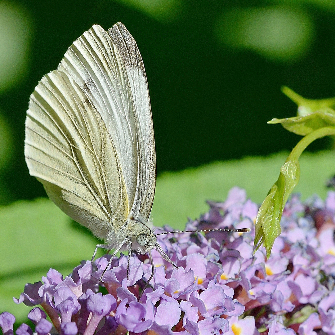 Rapsweissling - Pieris napi