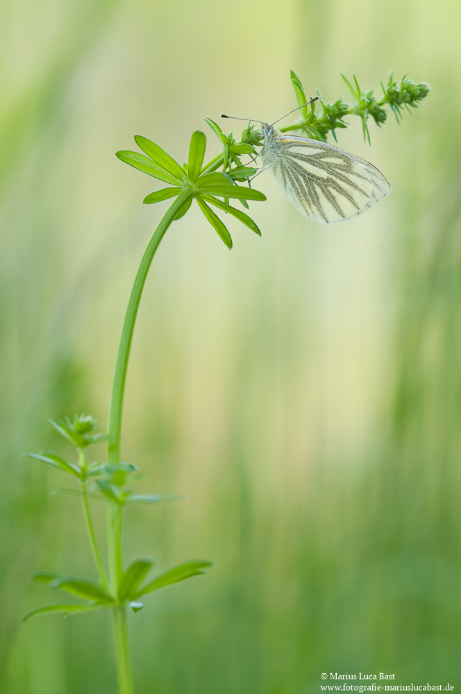 Rapsweißling (Pieris napi)