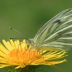 Rapsweißling (Pieris napi)