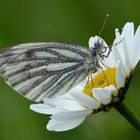 Rapsweißling (Pieris napi)