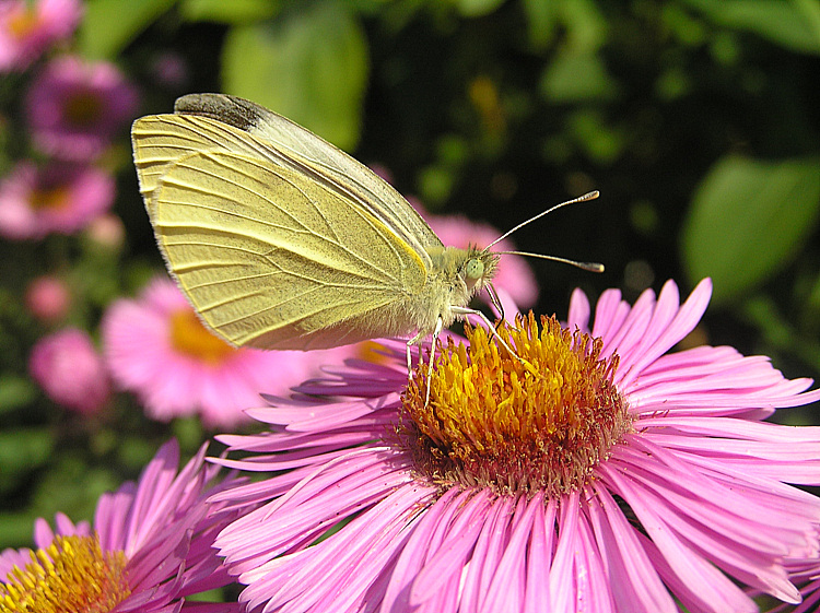 Rapsweissling... Pieris napi