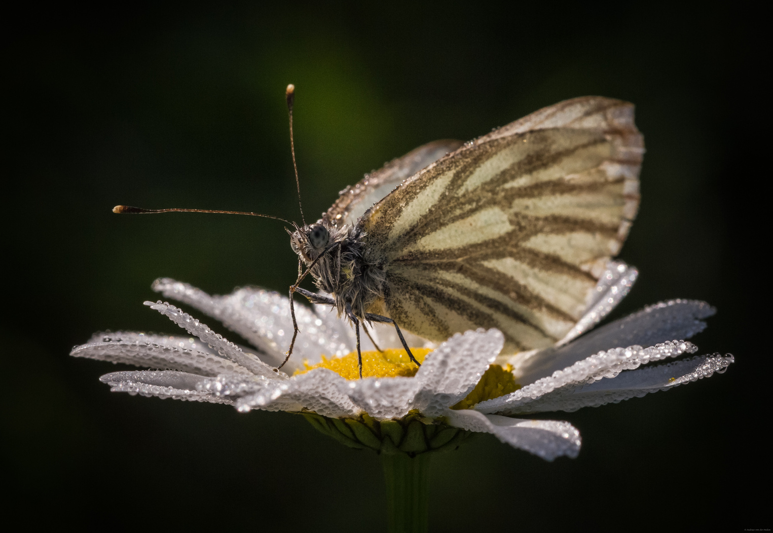 Rapsweißling (Pieris napi)