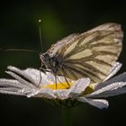 Rapsweißling (Pieris napi)