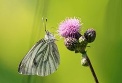 Rapsweißling (Pieris napi)