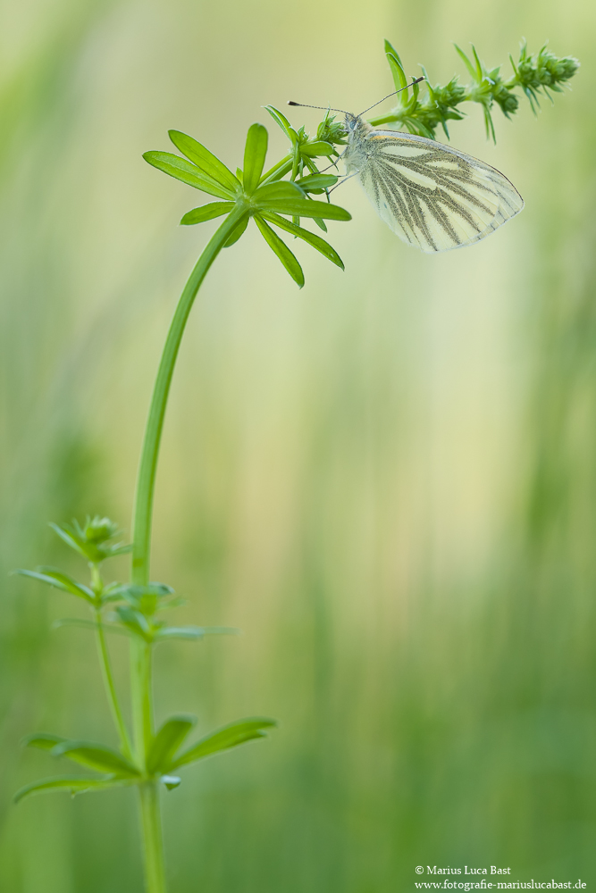 Rapsweißling (Pieris napi)