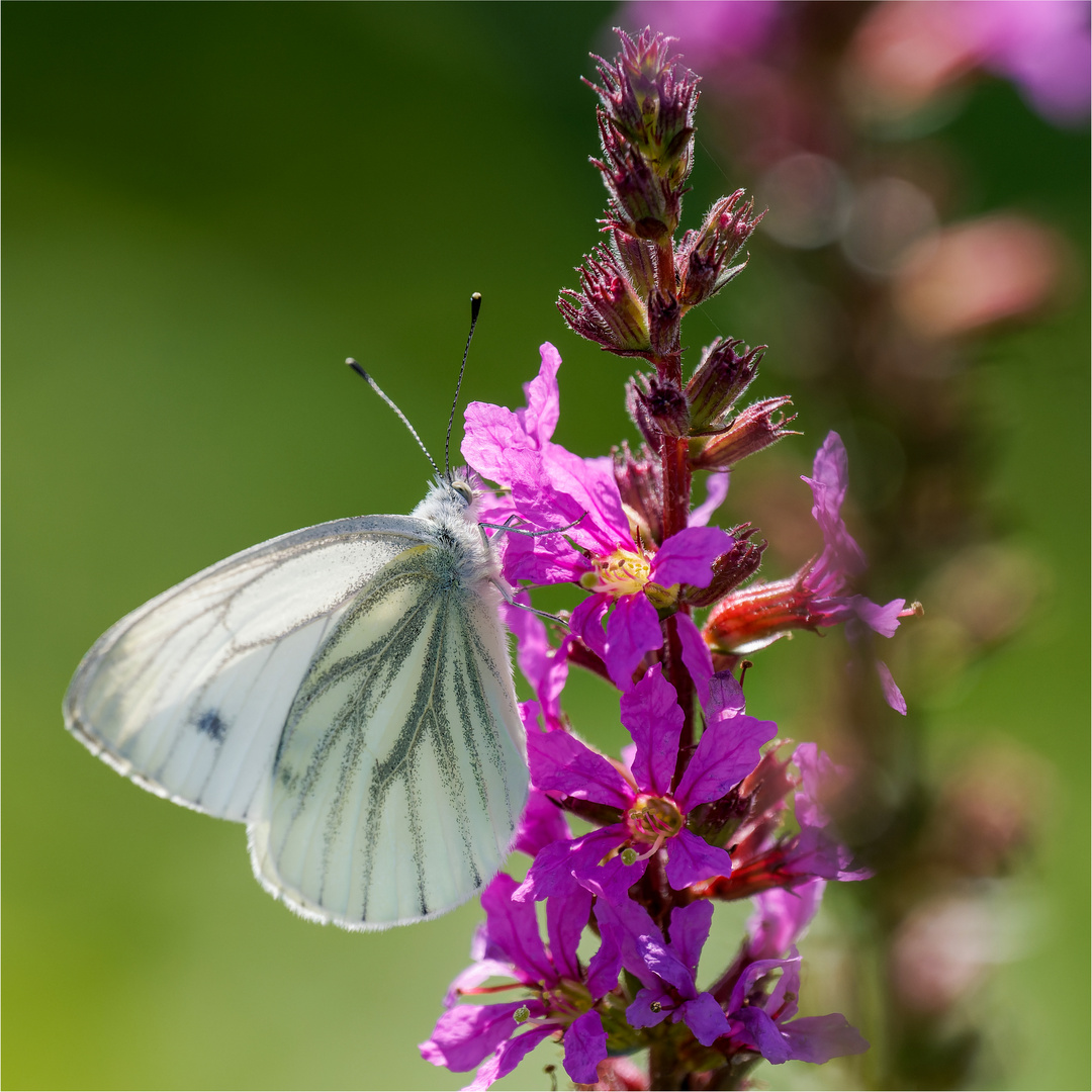 Rapsweißling (Pieris napi) am Blutweiderich .....