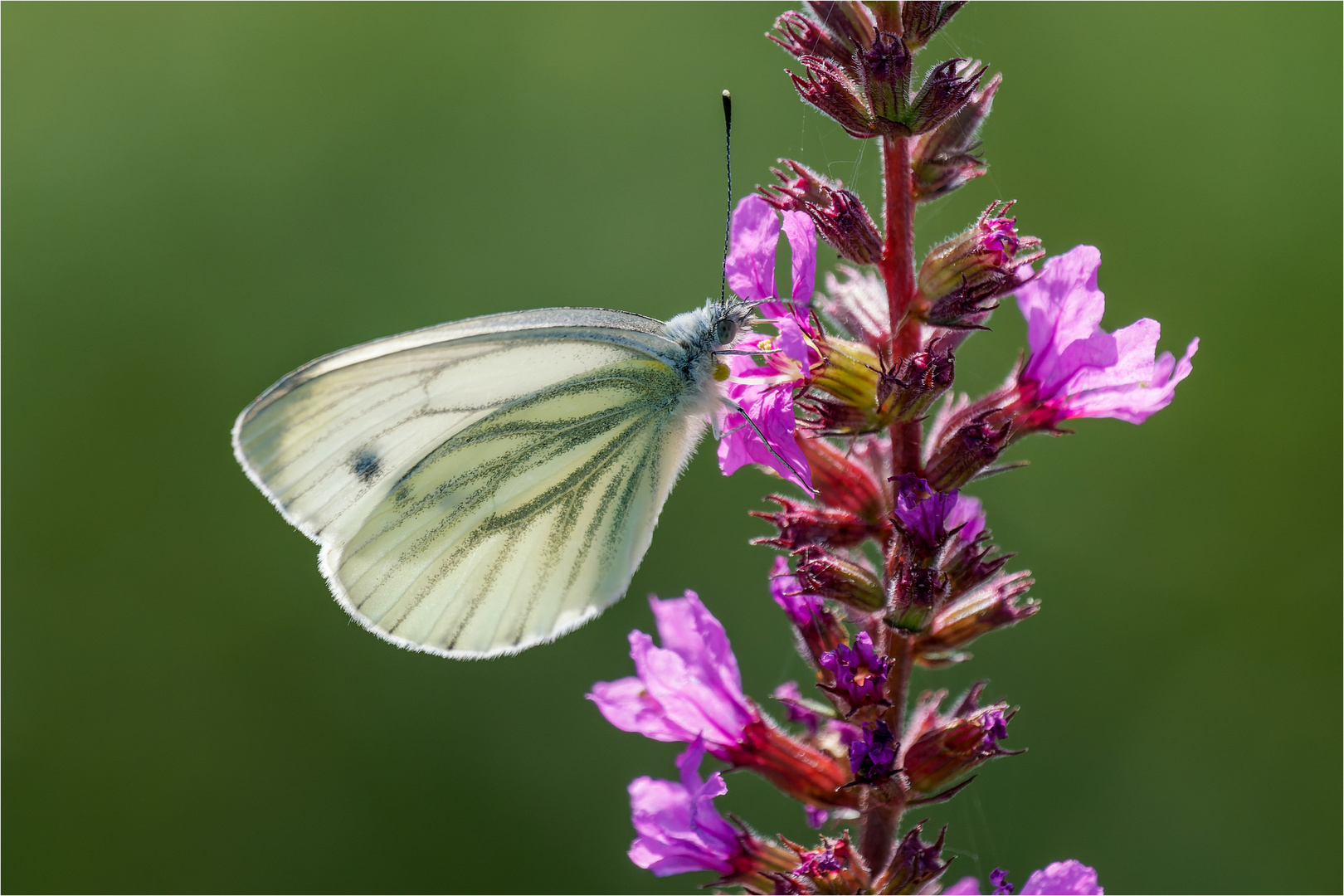 Rapsweißling (Pieris napi) am Blutweiderich  .....