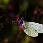 Rapsweissling (pieris napi) auf Storchenschnabel