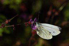 Rapsweissling (pieris napi) auf Storchenschnabel