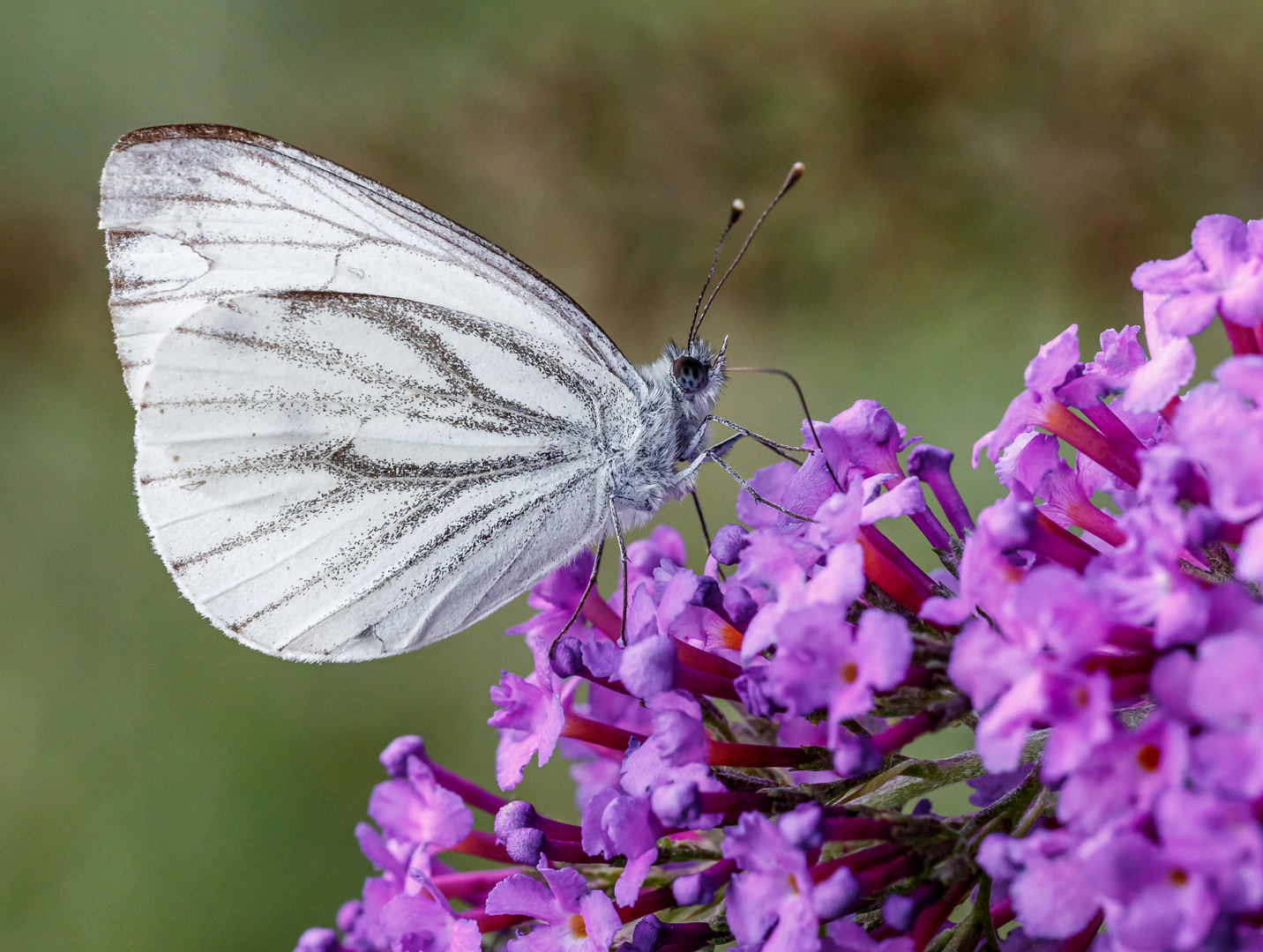 Rapsweißling (Pieris napi) 