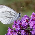 Rapsweißling (Pieris napi) 