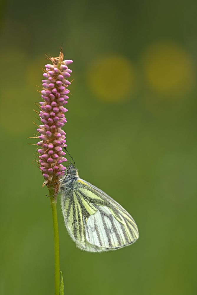 Rapsweißling (Pieris napi) 