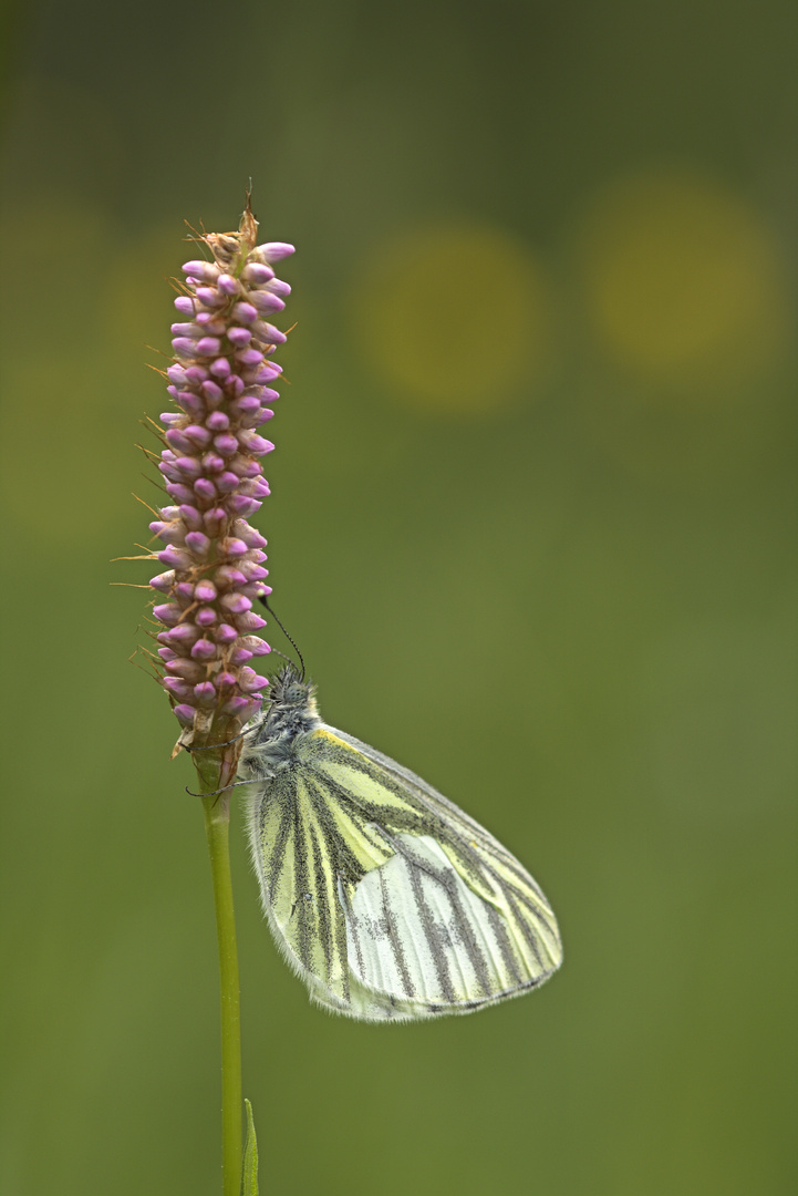 Rapsweißling (Pieris napi) 