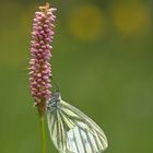 Rapsweißling (Pieris napi) 