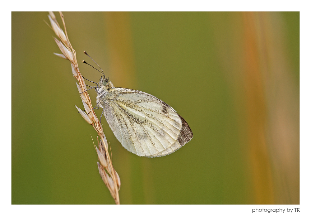 Rapsweißling (Pieris napi)