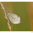 Rapsweißling (Pieris napi)