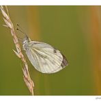 Rapsweißling (Pieris napi)