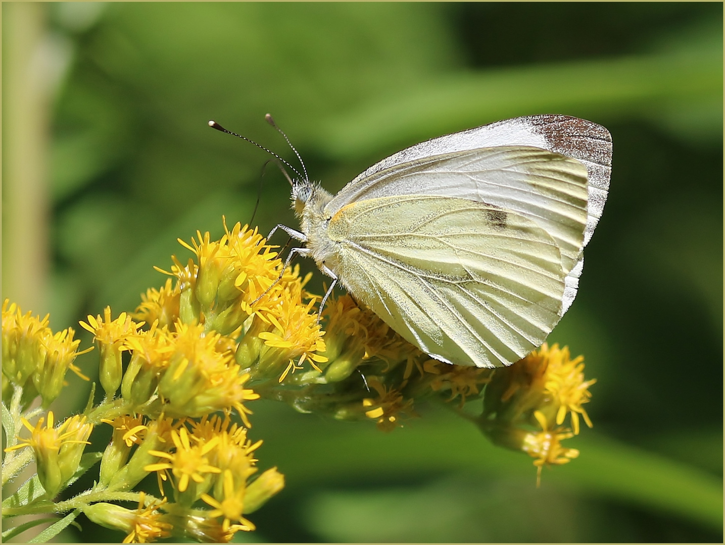 Rapsweißling (Pieris napi).