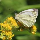 Rapsweißling (Pieris napi).