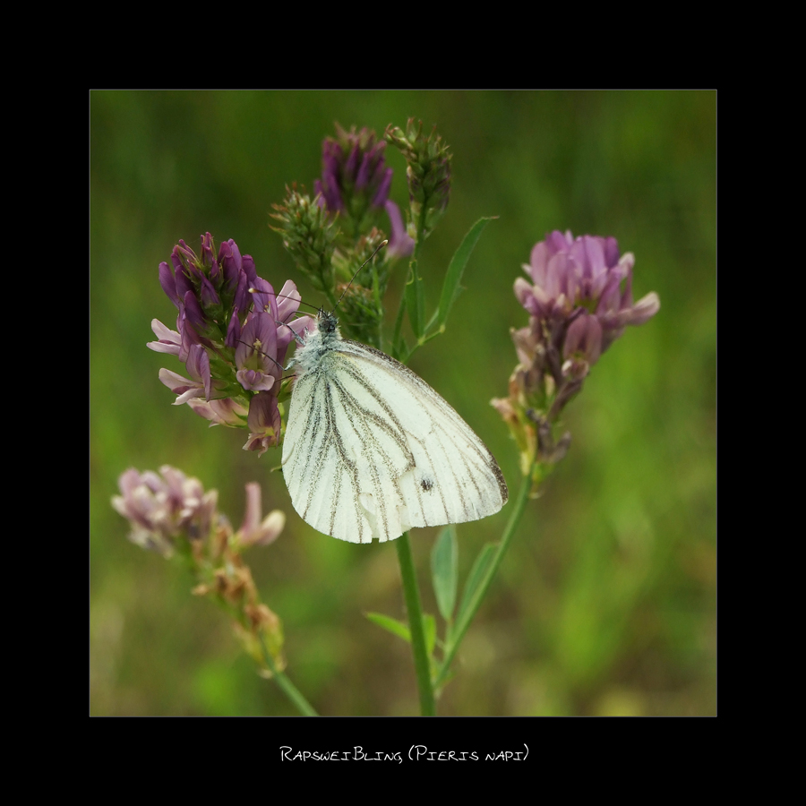 Rapsweißling (Pieris napi)