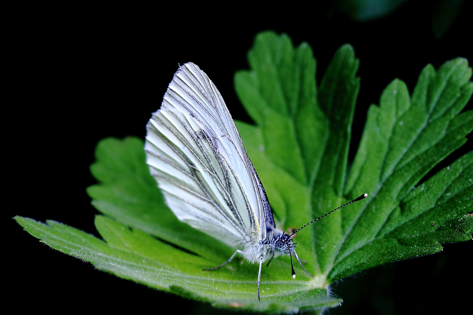 Rapsweißling (Pieris napi)