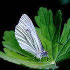 Rapsweißling (Pieris napi)