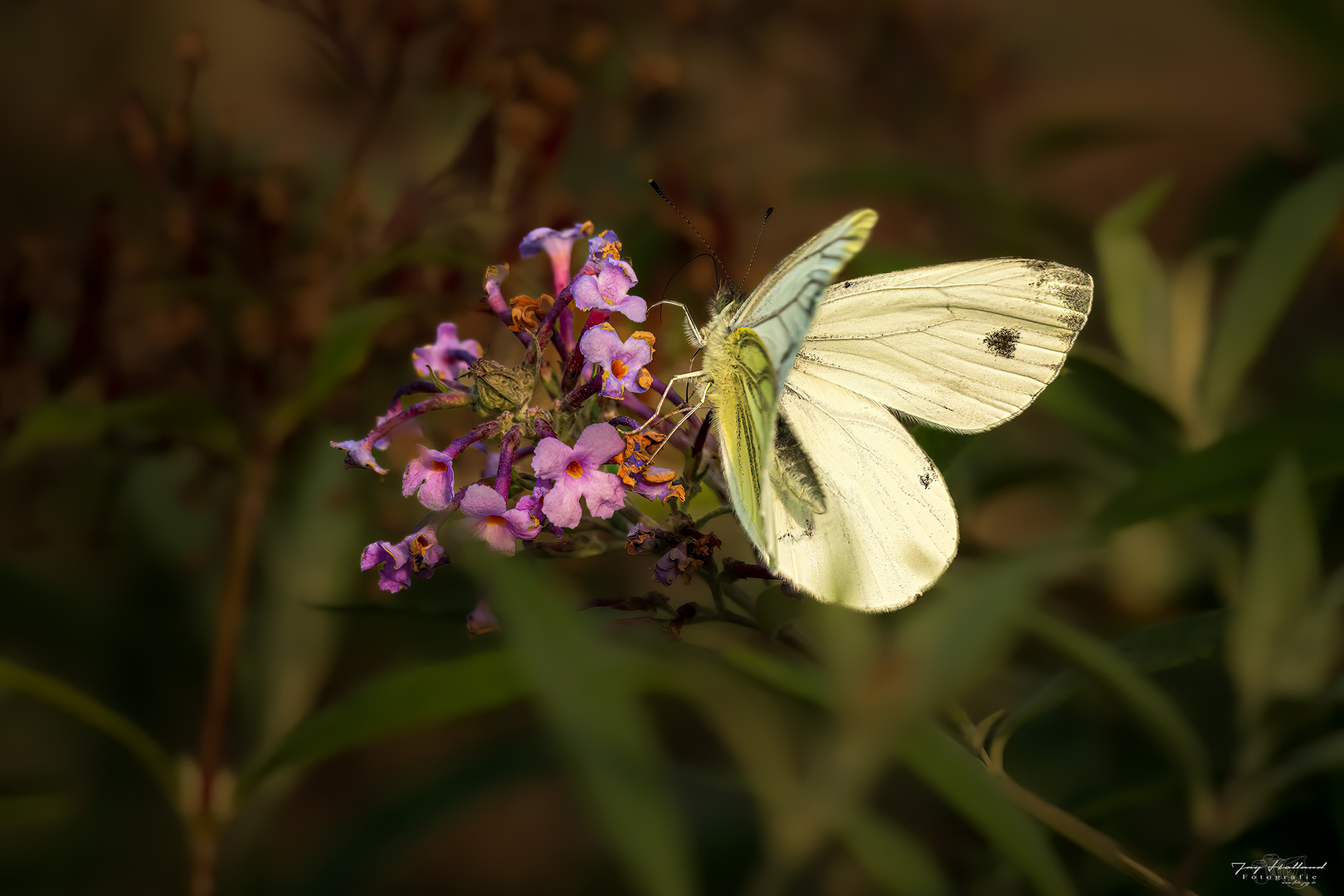 Rapsweißling (Pieris napi)