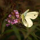 Rapsweißling (Pieris napi)