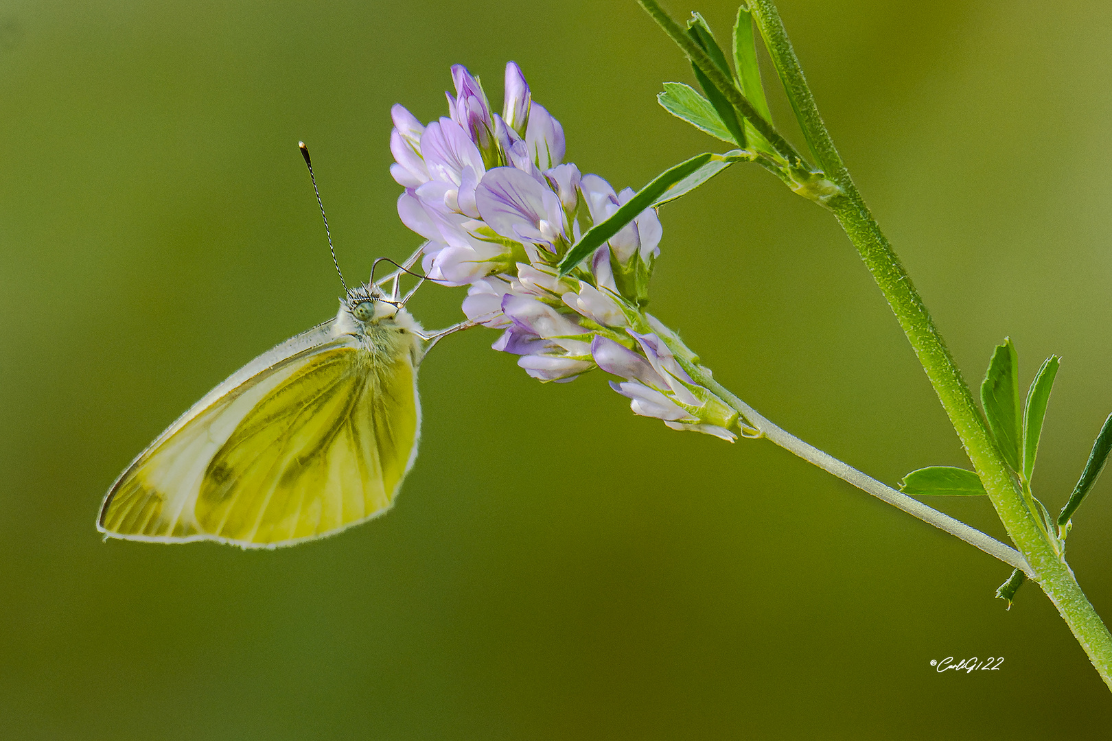 Rapsweißling (Pieris napi) 