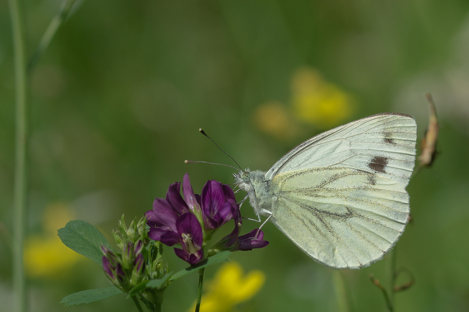 Rapsweißling (Pieris napi), Grünader-Weißling oder Hecken-Weißling