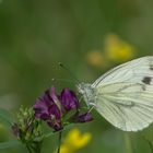 Rapsweißling (Pieris napi), Grünader-Weißling oder Hecken-Weißling