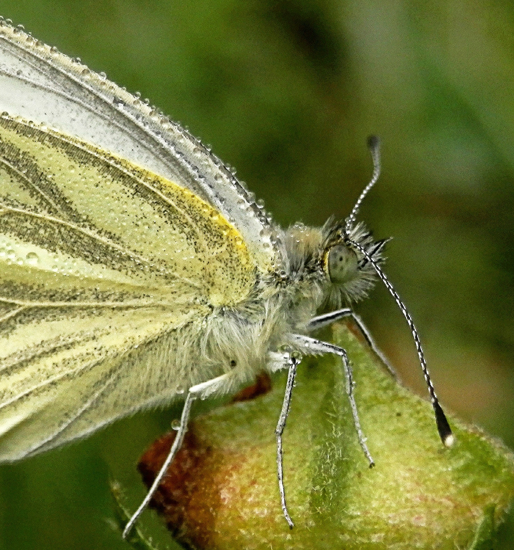 Rapsweißling (Pieris napi) - Vom Morgentau geküsst !