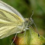 Rapsweißling (Pieris napi) - Vom Morgentau geküsst !