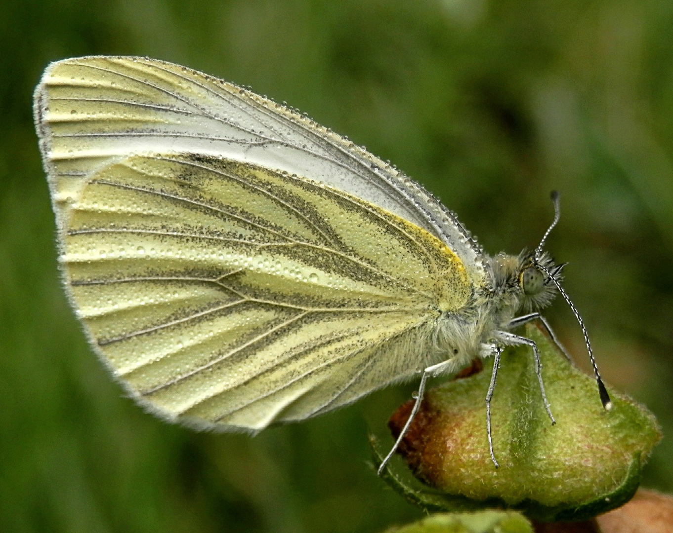 Rapsweißling (Pieris napi) - Wann kommt denn endlich die Sonne ???