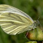 Rapsweißling (Pieris napi) - Wann kommt denn endlich die Sonne ???