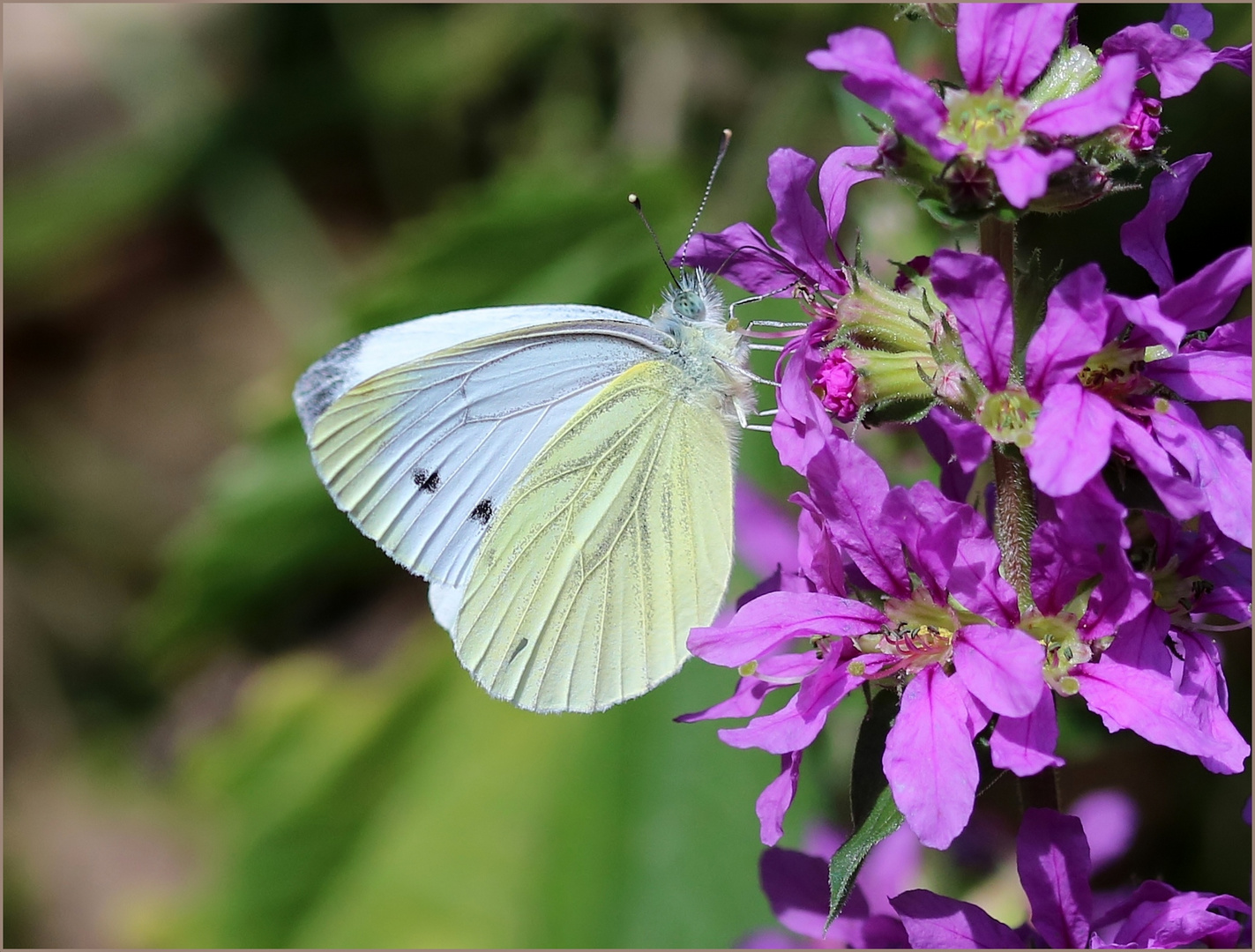 Rapsweißling (Pieris napi) - Weibchen?