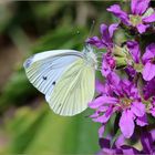 Rapsweißling (Pieris napi) - Weibchen?