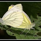 Rapsweißlinge - Pieris napi - bei der Paarung