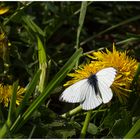 Rapsweißling,m (Pieris napi)