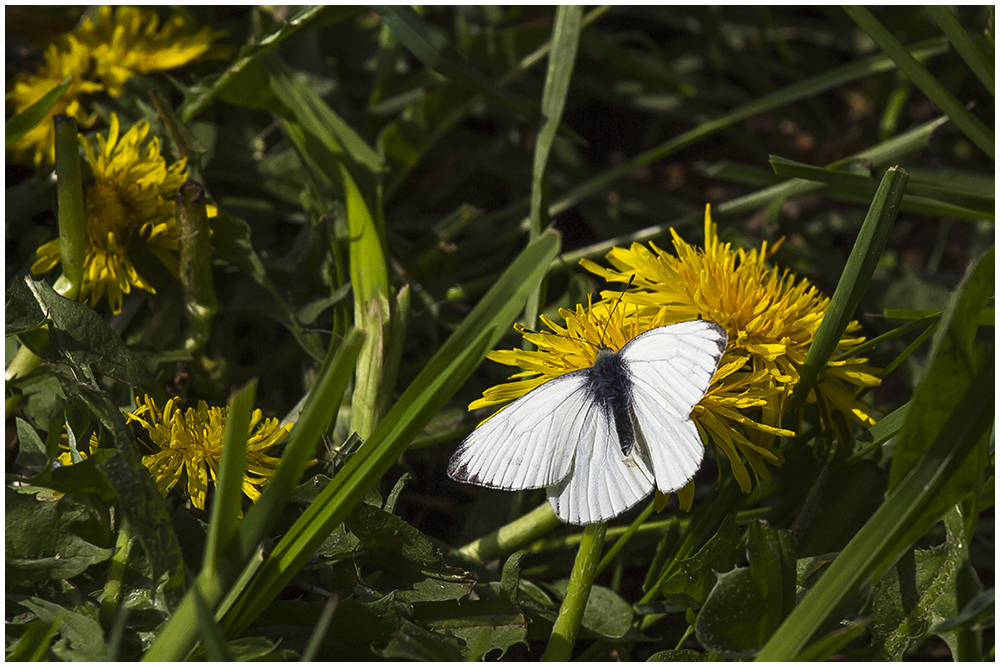 Rapsweißling,m (Pieris napi)