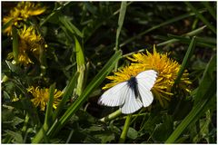 Rapsweißling,m (Pieris napi)